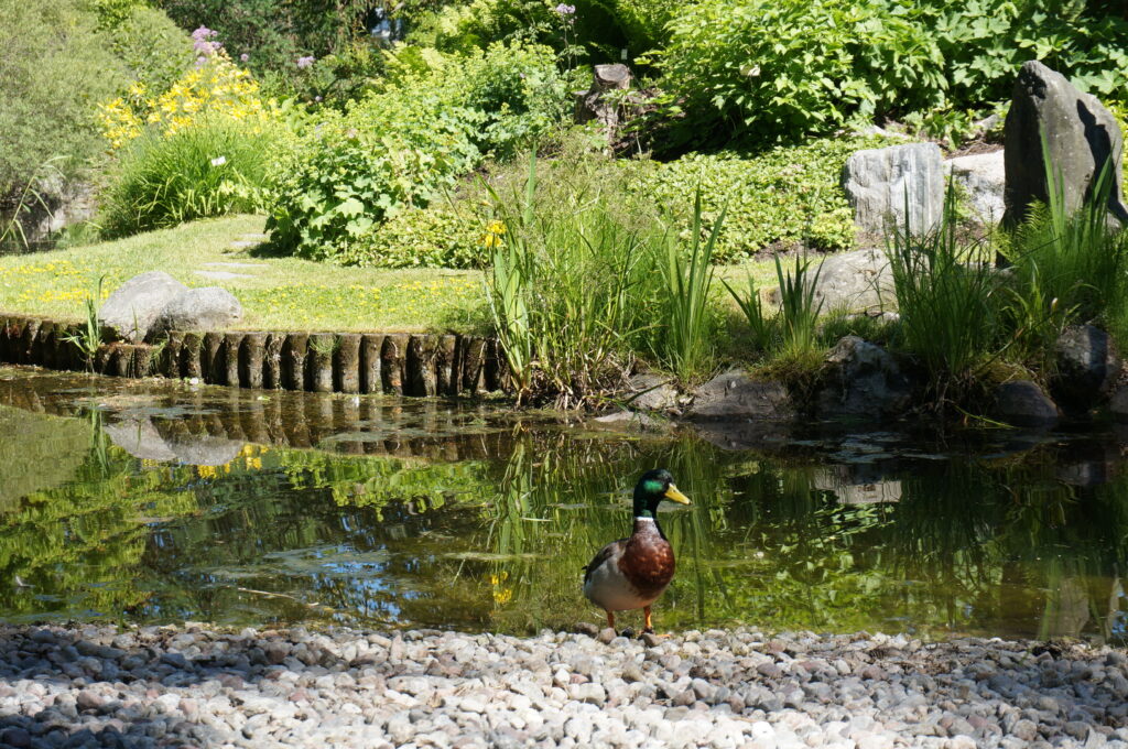 Image shows duck pond at Bergianskatradgard right outside Stockholm