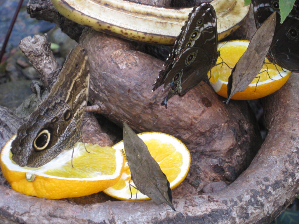 image shows butterflies on an orange at the Butterfly House in Stockholm