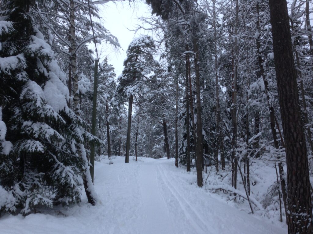 image shows a path during winter in a Stockholm nature reserve